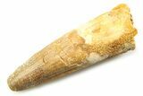 Fossil Spinosaurus Tooth - Real Dinosaur Tooth #357844-1